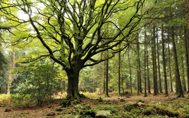 Hetre de Ponthus, Foret de Broceliande, Concoret,
